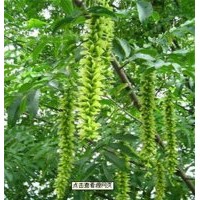 山東泰安楓楊樹(shù)批發(fā)價(jià)格