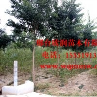 河北邢臺(tái)欣潤苗木大量供應(yīng)國槐 9公分