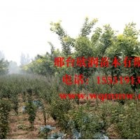 河北邢臺欣潤苗木大量供應(yīng)金枝槐胸徑 4公分