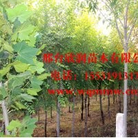 河北邢臺(tái)欣潤苗木大量供應(yīng)白蠟 7公分