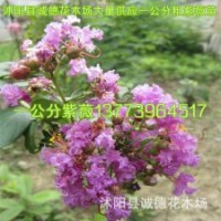 供應一年生紫薇小苗江蘇紫薇花苗基地大量供應多規(guī)格小苗