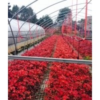 自產(chǎn)自銷美國紅楓：秋火焰丶紅點、紅冠紅楓小苗