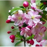 山西紅寶石海棠苗，西府海棠苗批發(fā)