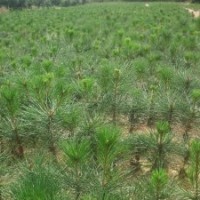 高20公分30公分40公分50公分60公分營養(yǎng)杯白皮松供應(yīng)