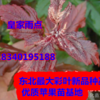 專供皇家雨點海棠苗