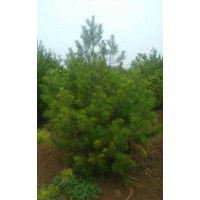 21供應(yīng)紅葉碧桃香椿核桃苗