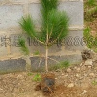 黑松繁育基地供應側柏