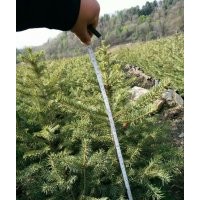 大量出售4-6年生 ，營養(yǎng)杯21*21， 30-60公分云杉苗、紅松苗、樟