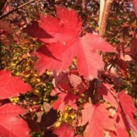 美國(guó)紅楓秋火焰2-20公分