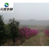 紫荊苗木供應(yīng)各種規(guī)格都有包成活