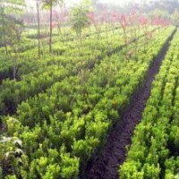 1年生大葉黃楊苗價格