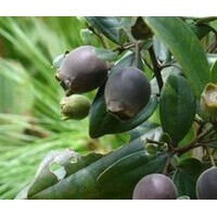 優(yōu)質(zhì)桃金娘樹