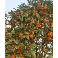 供應(yīng)丹桂、金森女貞、紅花檵木