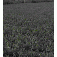 出售仁用杏 檸條苗 樟子松 新疆楊