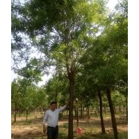 刺槐型號(hào) 原生冠 土球全冠