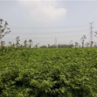 構(gòu)樹(shù)樹(shù)苗價(jià)格、構(gòu)樹(shù)樹(shù)苗、鑫森源(圖)