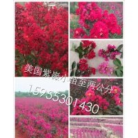美國紫嶶：紅火球、紅火箭、紅葉、紅葉