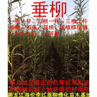 出售黑龍江垂柳插穗一二三年定植苗18745517183