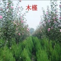 河北大地園林低價銷售-紅花木槿