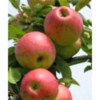 3-10公分蘋果樹杏樹梨樹桃樹