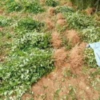 低價供應：藥用連翹苗，油用牡丹，綠化用苗木