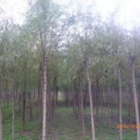 7公分柳樹(shù)價(jià)格