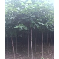 平頭國(guó)槐價(jià)格