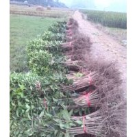 廣西桂花苗1.5米以上20萬棵低價(jià)出售