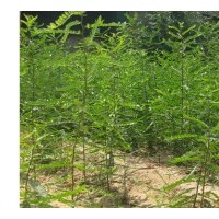 大量供各規(guī)格皂角苗