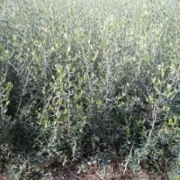 油橄欖樹苗.油橄欖扦插苗.油橄欖大小苗木