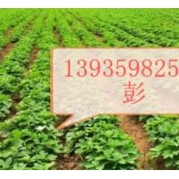 供應(yīng)牡丹苗*出售牡丹苗*山西牡丹苗價格