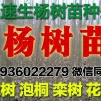 楊樹苗 速生楊樹苗騰地處理低價出售 花椒苗 楸樹 欒樹 冬青苗