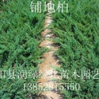 40公分鋪地柏價格，45-50公分高鋪地柏價格