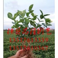 供應(yīng)白色雙瓣茉莉花苗 茉莉花小苗