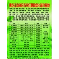 出售柳樹樹苗樹穗母根