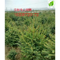 云杉甘肅云杉價(jià)格甘肅云杉報(bào)價(jià)