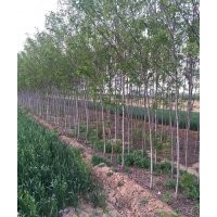 出售2公分香花槐，3公分香花槐，5公分香花槐