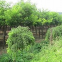 國槐，香花槐