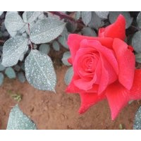 大量出售自家五十萬大花月季，豐花月季 價(jià)格低 質(zhì)量高