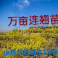 1年精品連翹苗1年籽播連翹苗種植基地0.3粗連翹苗價(jià)格 2年連翹苗