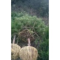 供應(yīng)白皮松營(yíng)養(yǎng)杯白皮松油松營(yíng)養(yǎng)杯油松