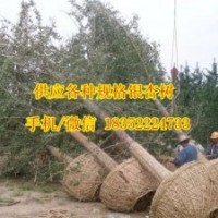 銀杏樹價格_金革銀杏_12銀杏樹價格