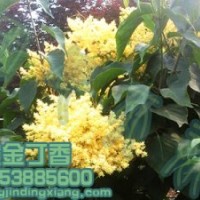 黃金丁香 金色丁香 黃色丁香 暴馬丁香 綠化丁香 丁香樹 丁香樹