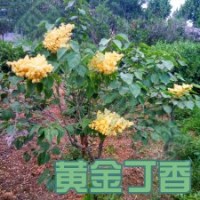 黃金丁香黃花丁香的特征
