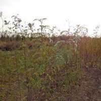 花椒苗，山西花椒苗，大紅袍花椒苗