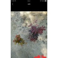 供應(yīng)1公分到1.5公分小紅楓、小雞爪槭用作景觀盆景用苗