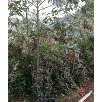 湖南楓香，湖南木荷，湖南杉木，湖南青楓，湖南羅漢松，湖南青錢(qián)