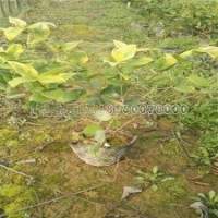 江蘇地區(qū)***的金森女貞種植基地在哪里？