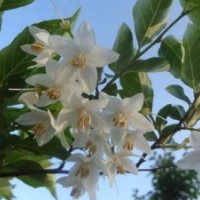 雪松苗 玉玲花（野茉莉）法桐 櫻花 紅豆杉