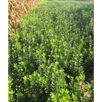 長期出售大小葉黃楊，金葉女貞，小葉女貞，月季